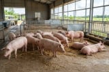 Giá heo hơi hôm nay 21/10: Nhiều nơi chạm đáy 47.000 đồng/kg, miền Bắc tiếp tục giảm