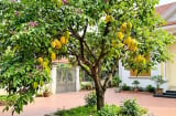 Trồng cây khế nên tránh 3 vị trí này là cản lộc, nhiều nhà không biết