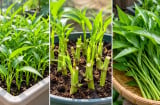 Trồng rau muống trong chậu cực dễ: Gieo hạt nhanh, tận dụng gốc bỏ đi, quanh năm có rau sạch