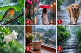 Chọn hình ảnh trong mưa khiến bạn chú ý