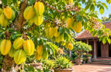 Trồng cây khế phong thủy tốt cho con giáp nào?
