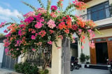 Trồng hoa giấy phong thủy ở vị trí nào để hút lộc vào nhà?