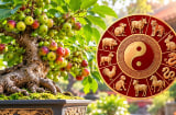 Tuổi con giáp hợp trồng cây sung phong thủy