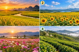 Chọn 1 cánh đồng bạn thấy trù phú nhất để xem điều gì đang chờ đợi bạn phía trước