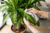 Công thức chăm thiết mộc lan tối giản: Bận rộn mấy cây vẫn xanh bóng, có cơ hội ra hoa