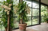 Đặt thiết mộc lan ở vị trí nào để vừa dễ ra hoa, vừa kích hoạt tài lộc cho gia chủ?