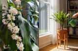 Tuyệt chiêu kích thiết mộc lan ra hoa đón Tết: Mẹo “ngắt nước” và bón phân đúng thời điểm