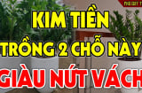 2 vị trí trồng kim tiền: Tiền Vào Như Nước