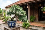Cách trồng Mai Chiếu Thủy nở hoa liên tục, lá xanh tốt quanh năm