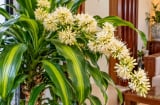 Thiết mộc lan nở hoa, chú ý điều này để tránh phạm kỵ, giữ cây đẹp và không gian hài hòa