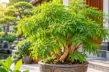 Tuổi con giáp nào hợp trồng cây đinh lăng phong thủy?