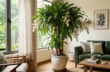 3 vị trí trồng Thiết Mộc Lan: Tiền Vào Như Nước