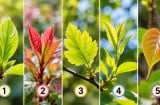 Chọn 1 lá non để xem điều bạn ước có thành hiện thực?