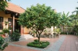 Không hợp tuổi có trồng khế trước nhà được không? Cách hóa giải chuẩn phong thủy