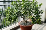 Mệnh nào trồng cây chanh hút tài lộc vào nhà?