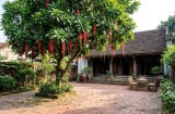 Nên trồng Khế hay Lộc Vừng trước nhà? Chọn cây theo tuổi và diện tích sân