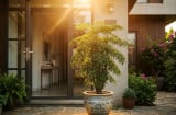 3 vị trí tốt nhất trồng cây Đinh Lăng: Tiền Vào Như Nước