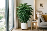 3 vị trí tốt nhất trồng cây Hạnh Phúc: Tiền Vào Như Nước