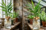 Cách trồng gừng thủy sinh xanh tươi cả năm, hút tài lộc