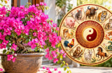Cây hoa giấy hợp phong thủy với tuổi con giáp nào?