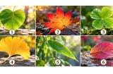 Chọn 1 chiếc lá để xem cuối cùng cuộc đời bạn đi đến đâu