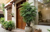 2 mệnh trồng đinh lăng trong nhà: Tiền Vào Như Nước