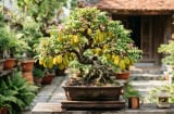 4 vị trí trồng khế hút lộc vào nhà