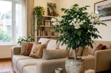 Cách chăm sóc cây Hạnh Phúc nhanh nở hoa, lá xanh bóng quanh năm