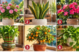 Chọn 1 chậu cây để xem vận may của bạn ra sao?