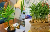 Mệnh nào trồng gừng phong thủy hút tài lộc vào nhà?