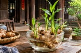 Mẹo trồng gừng thủy sinh nhanh nảy mầm, đẻ nhiều nhánh