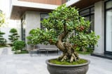 2 mệnh trồng cây sung trong nhà, sự nghiệp thăng hoa, tiền về như thác đổ