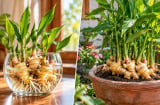 Trồng gừng phong thủy: Nên chọn gừng thủy sinh hay trồng đất?