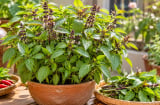 Vì sao nên trồng một bụi húng quế?