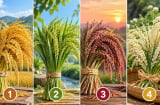 Chọn 1 bó lúa bạn ấn tượng nhất để xem điều gì sắp mở ra trong sự nghiệp