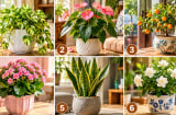 Chọn 1 cây cảnh để xem người khác nghĩ gì về bạn