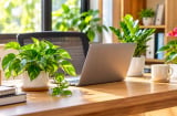 Lời khuyên cho người thích trồng cây phong thủy trên bàn làm việc