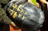 'Cụ rùa' khủng nặng 16kg xuất hiện, người dân ùn ùn đến xem