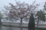 Thời tiết 31/03: Gió mùa tràn về, Bắc Bộ mưa rét trên diện rộng