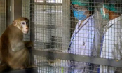 Trung Quốc lại ghi nhận ca tử vong do nhiễm virus hiếm gặp từ khỉ