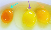 Lòng đỏ trứng gà có màu sắc khác nhau vậy loại nào mới tốt cho sức khỏe?