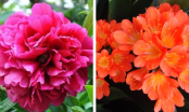 Top 5 loài hoa phong thủy giúp mang đến phú quý, vinh hoa cho gia chủ