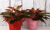 6 loại cây phong thủy hút tài lộc, dịp Tết trồng trong nhà cả năm may mắn, thuận lợi