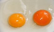 Lòng đỏ trứng gà có màu vàng nhạt hay vàng đậm thì mới bổ dưỡng?
