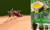 7 mẹo đuổi muỗi bằng nguyên liệu tự nhiên, không độc hại: Nhà có trẻ nhỏ nên áp dụng