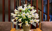 Tháng 4 hoa loa kèn nở, mách chị em cách cắm hoa phù hợp với từng góc nhỏ trong nhà