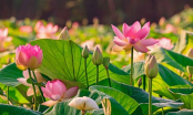7 loài hoa mang lại phước lành, tài lộc giúp thu hút vận may và sự thịnh vượng