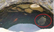 Ông cha ta dặn: Xây xong giếng tại sao lại thả 1 con rùa và cá vào, lý do là gì?
