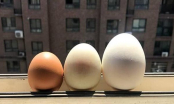 Trứng gà, trứng vịt và trứng ngỗng có gì khác nhau, loại nào bổ dưỡng hơn?