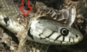 Vì sao loài rắn phải thường xuyên tự lột da, bao giờ thì rắn không lột da nữa?